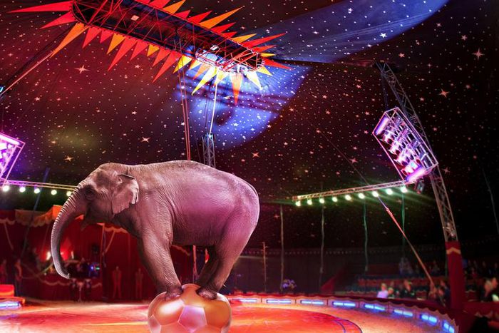 Dr. Pimple Popper Squeezes 'Circus Animals'