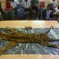 Police displayed a confiscated tiger skin along with teeth and bones taken from the suspected traffickers