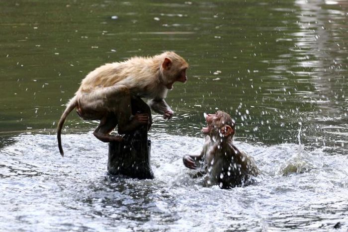 Monkeys took to public ponds to escape the heat in Allahabad as India wilted under record high temperatures in some places