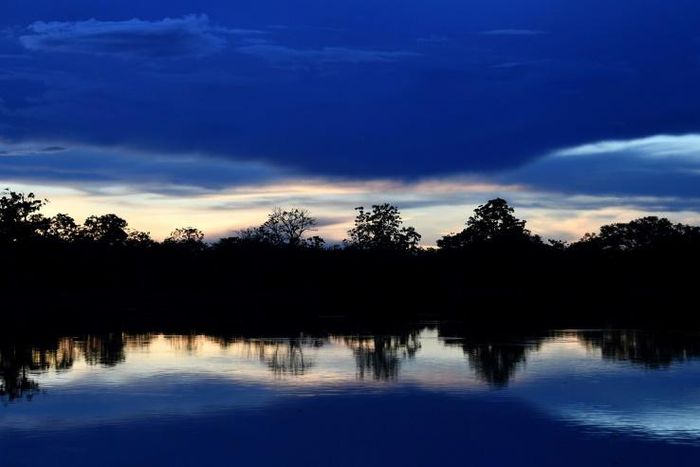 Researchers say the urbanization of once-wild areas like the Amazon contributes to the emergence of diseases that pass from animals to humans
