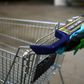 Katharina Obladen and Tanja Nickel have seen demand for their virus-killer products skyrocket -- here a student cleans a shopping trolley for disinfection at their workshop in Cologne