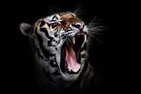 Close-Up Of Roaring Tiger Against Black Background