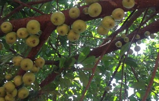 Apple tree