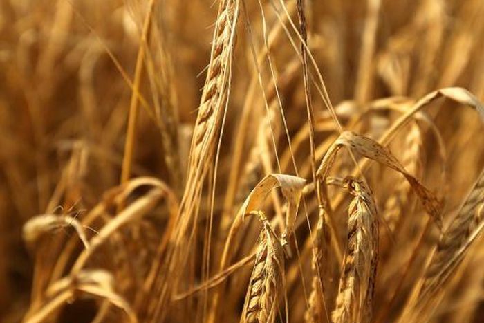 The dispute would cost the Australian barley industry at least Aus$500 million ($327 million) a year