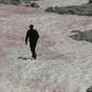 In a first for Italy, pink snow is observed on parts of the Presena glacier, in the north of the country. The phenomenon is caused by algae that develops when snow melts, simultaneously colouring the ice a darker colour. In a vicious circle, the algae ...