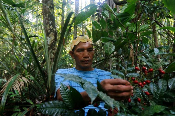 Valdiney Satere, a leader of the Satere Mawe indigenous tribe, gathers caferana, a plant used in medicinal remedies in Brazil's Amazon region