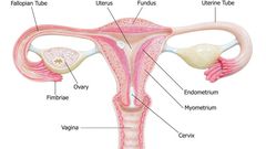 Lady reveals what angered her to get her Fallopian tubes removed to be childless forever