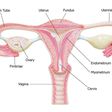 Lady reveals what angered her to get her Fallopian tubes removed to be childless forever