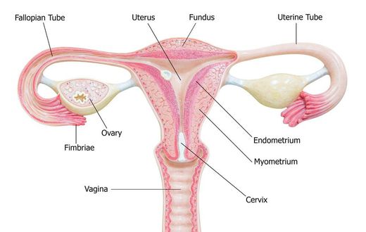 Lady reveals what angered her to get her Fallopian tubes removed to be childless forever