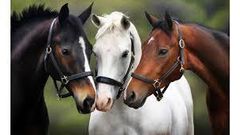 Bystanders amazed as horses wear face masks to avoid COVID-19 (video)