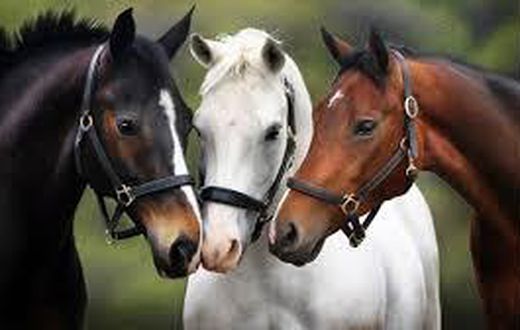 Bystanders amazed as horses wear face masks to avoid COVID-19 (video)