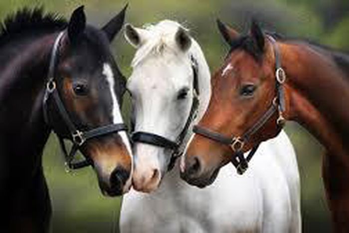 Bystanders amazed as horses wear face masks to avoid COVID-19 (video)