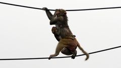 Monkeys 'escape with COVID-19 samples' after attacking lab assistant