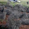 Israeli soldiers among felled olive trees on lands belonging to Palestinians (unseen) from al-Sawiyah village south of Nablus city in the occupied West Bank earlier this month