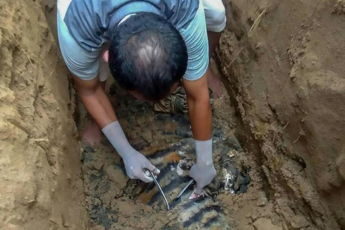 An official takes a sample from the carcass of a male Sumatran tiger found buried at the Batang Gadis national park