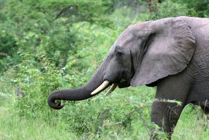 South Africa's safari industry worries about the challenges ahead in overcoming the impact of the virus lockdown