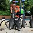 With the zoo closed to the public as Singapore battles a worsening virus outbreak, its African penguins are revelling in the chance to do some exploring