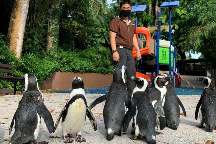 With the zoo closed to the public as Singapore battles a worsening virus outbreak, its African penguins are revelling in the chance to do some exploring