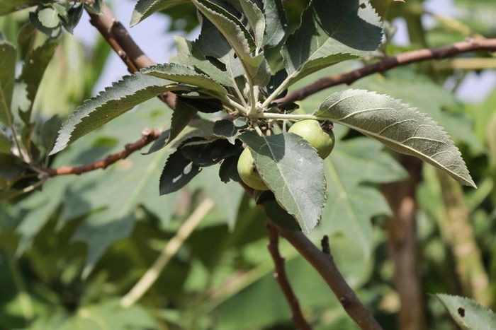 CSIR finally confirms growth of apple at Atimatim Taaboum in the Ashanti region