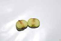 CSIR finally confirms growth of apple at Atimatim Taaboum in the Ashanti region