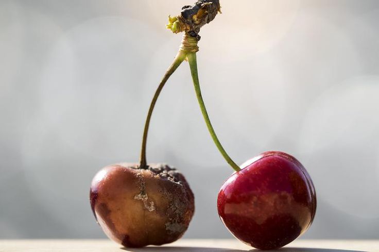 I Ate Mold. What's Going To Happen To Me?