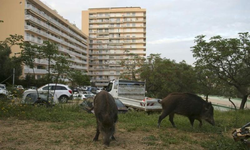 Wild boars eat the grass in a garden close to residential buildings in Ajaccio, Corsica, in April