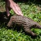 A rescued pangolin in Uganda. International trade in pangolins is illegal but its body parts have been sold on the black market for use in traditional Chinese medicine, though scientists say they have no therapeutic value