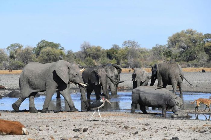 Botswana is home to some 130,000 elephants