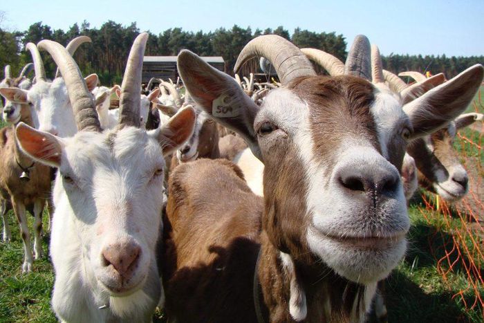 Police arrest suspected goat thieves as the car carrying 100 goats was involved in accident