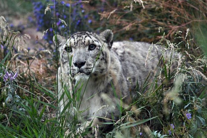 A snow leopard in Kyrgyzstan. As few as 4,000 of the big cats could be left in the high mountains of Asia according to the World Wildlife Fund