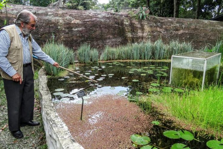 Botanist Alberto Gomez cleans a lake at his botanical garden in Quindio, Colombia