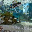 A Japanese aquarium has appealed for people to video-chat with its eels, who are forgetting about humans during the coronavirus lockdown