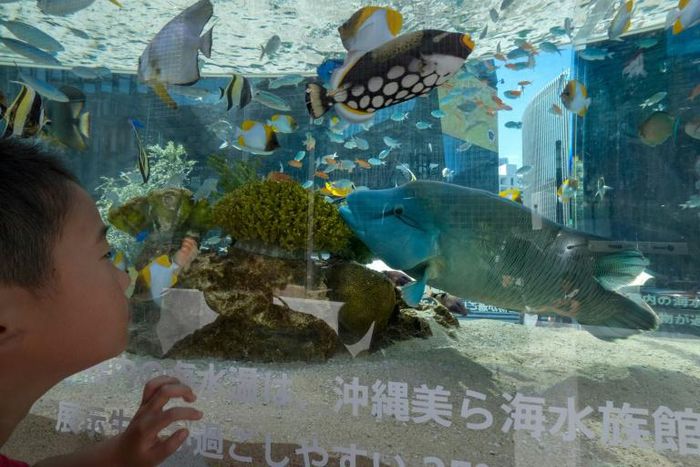 A Japanese aquarium has appealed for people to video-chat with its eels, who are forgetting about humans during the coronavirus lockdown