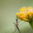Can Mosquitoes Transmit Coronavirus?