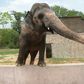 Pakistani elephant Kaavan is seen at the zoo in Islamabad in 2016, as activists have long called for his conditions to be improved