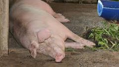 “If the owner has forgiven, has the pig forgiven him? – Judge vows to deal with man who had sex with pig