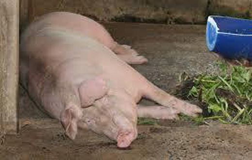 “If the owner has forgiven, has the pig forgiven him? – Judge vows to deal with man who had sex with pig
