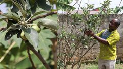 CSIR finally confirms growth of apple at Atimatim Taaboum in the Ashanti region