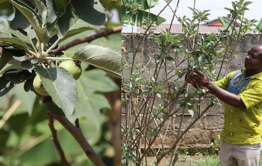 CSIR finally confirms growth of apple at Atimatim Taaboum in the Ashanti region