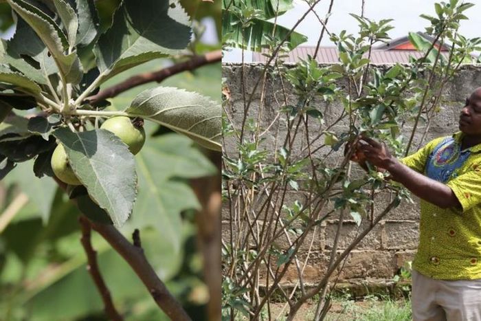 CSIR finally confirms growth of apple at Atimatim Taaboum in the Ashanti region