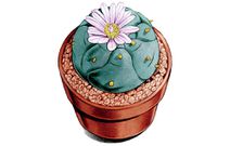 psychedelics drugs treat anxiety