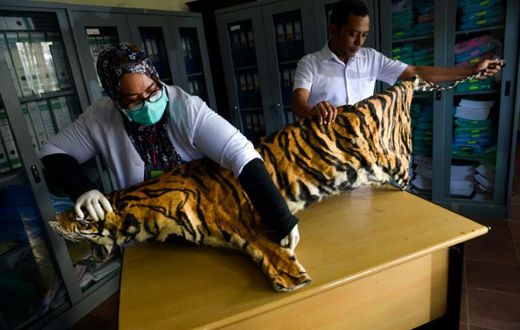 Tigers -- thought to number just 22 in Myanmar -- can now be bred for their meat and skin