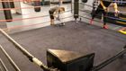 How a Pro Wrestler Threw Down His Psoriasis
