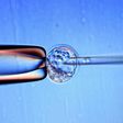 Embryonic stem cells are harvested from fertilised eggs and using them in research has raised ethical issues because embryos are subsequently destroyed