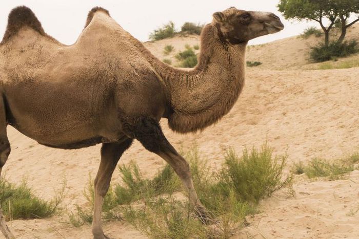 Watch Dr. P Drain A 'Humpday'. Cyst