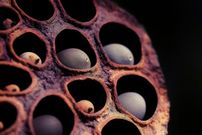 Dr. Pimple Popper Pop Closely Packed Whiteheads