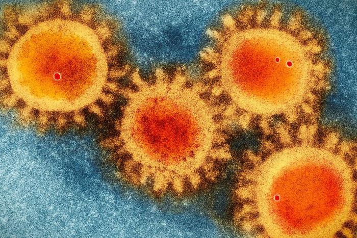 The Coronavirus Mutation Isn't That Scary