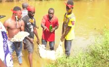 NPP curses