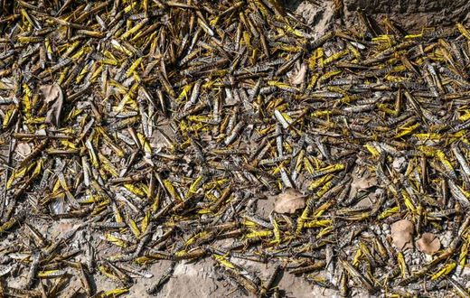 Farmers in Pakistan are struggling as the worst locust plague in 25 years wipes out entire harvests in the country's agricultural heartlands