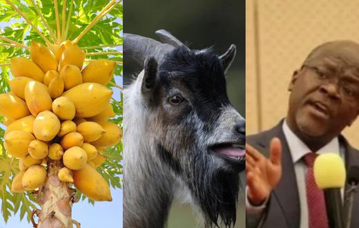Tanzania president angry as pawpaw and goat test positive for coronavirus